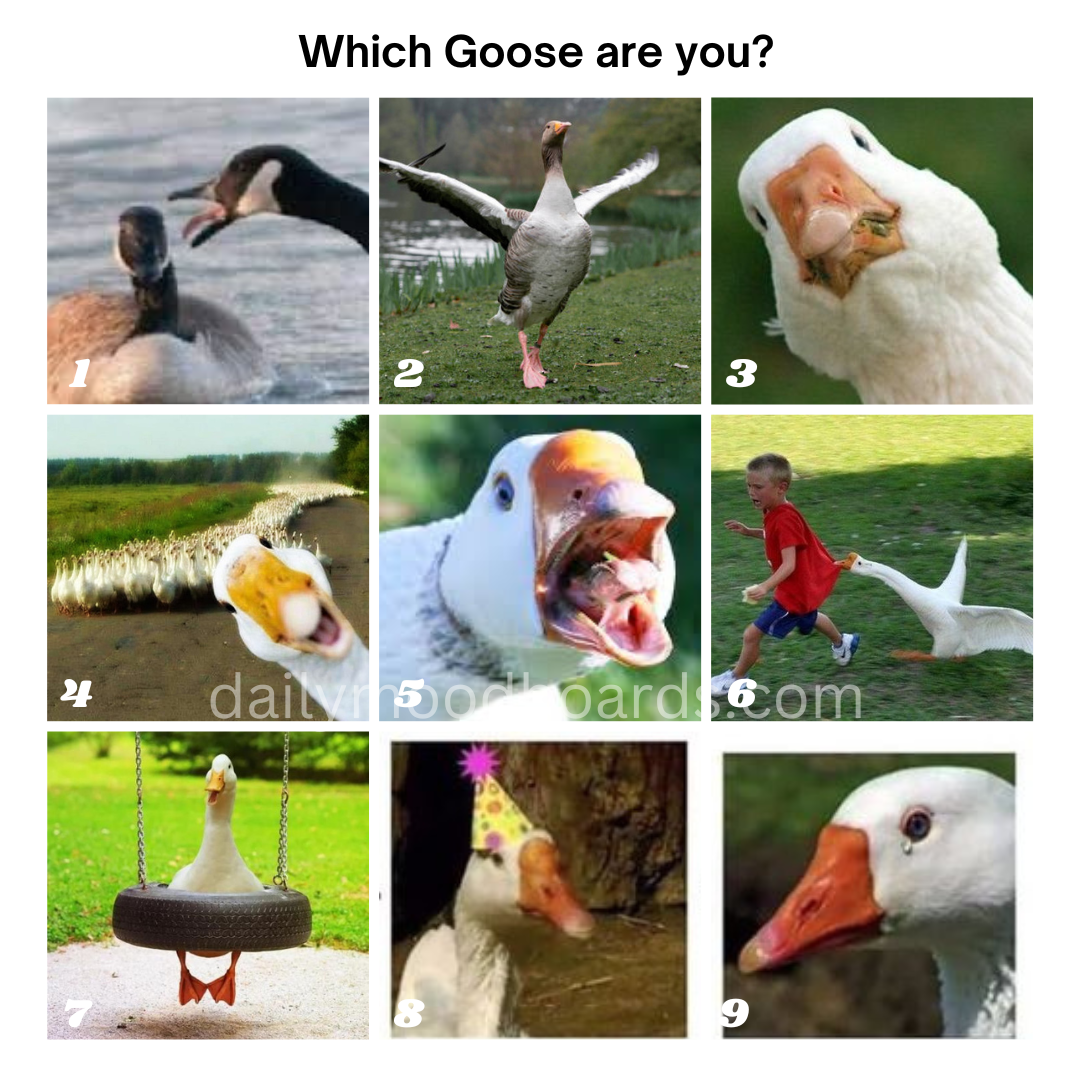 Which are you today?